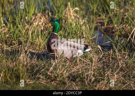 Drake mallard nel Wisconsin settentrionale. Foto Stock