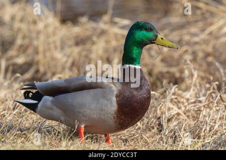 Drake mallard nel Wisconsin settentrionale. Foto Stock