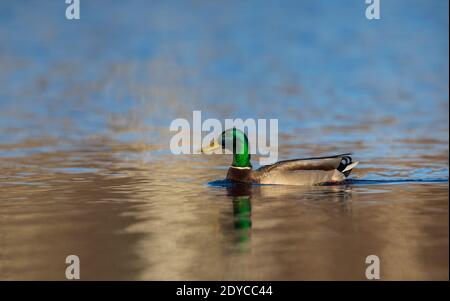 Drake mallard nel Wisconsin settentrionale. Foto Stock