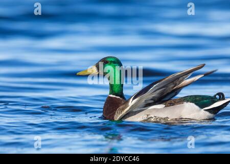 Drake mallard nel Wisconsin settentrionale. Foto Stock