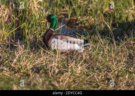 Drake mallard nel Wisconsin settentrionale. Foto Stock