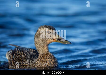 Gallina mallard nel Wisconsin settentrionale. Foto Stock