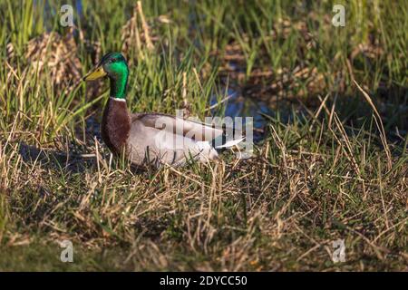 Drake mallard nel Wisconsin settentrionale. Foto Stock