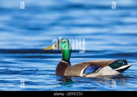 Drake mallard nel Wisconsin settentrionale. Foto Stock