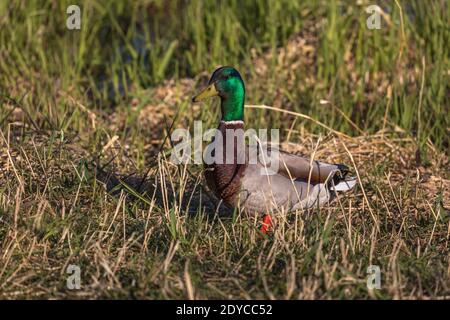 Drake mallard nel Wisconsin settentrionale. Foto Stock