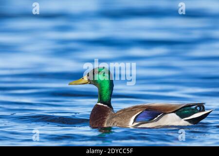 Drake mallard nel Wisconsin settentrionale. Foto Stock