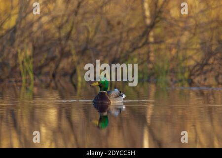 Drake mallard nel Wisconsin settentrionale. Foto Stock