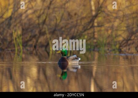 Drake mallard nel Wisconsin settentrionale. Foto Stock