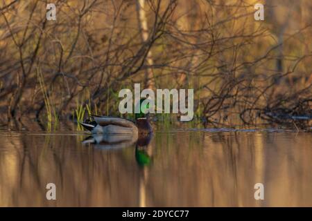 Drake mallard nel Wisconsin settentrionale. Foto Stock