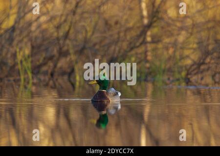 Drake mallard nel Wisconsin settentrionale. Foto Stock