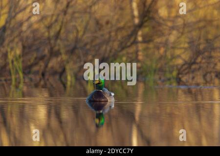 Drake mallard nel Wisconsin settentrionale. Foto Stock