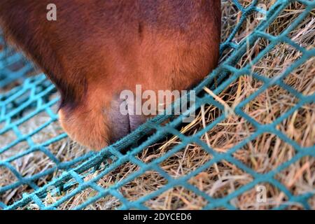 Primo piano di cavalli bocca mangiare fieno da un grande rete di fieno verde Foto Stock