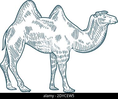 disegno grafico vettoriale icona stile disegno carattere realistico cammello Illustrazione Vettoriale