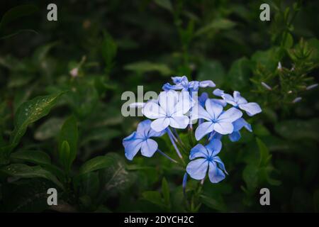 Un primo piano di fiori blu chiaro in fiore Leadworts Foto Stock