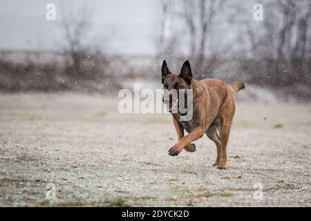 Belgian Shepherd Dog (Malinois) che corre, giorno invernale innevato Foto Stock