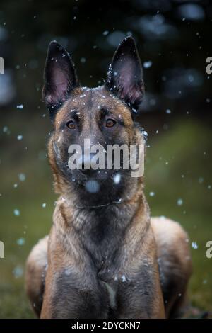 Ritratto di Belga Shepherd Dog (Malinois), giorno invernale innevato Foto Stock