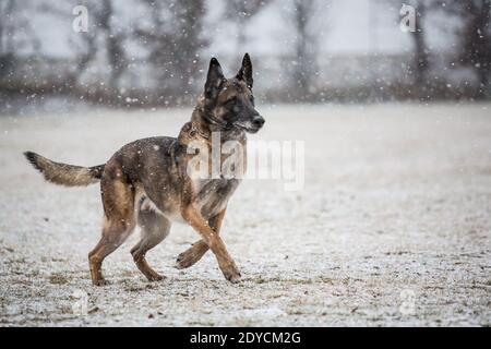 Old Belgian Shepherd Dog (Malinois) in esecuzione, nevoso giorno d'inverno Foto Stock
