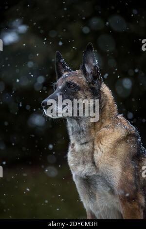 Vecchio cane Pastore Belga (Malinois) ritratto, nevoso giorno d'inverno Foto Stock
