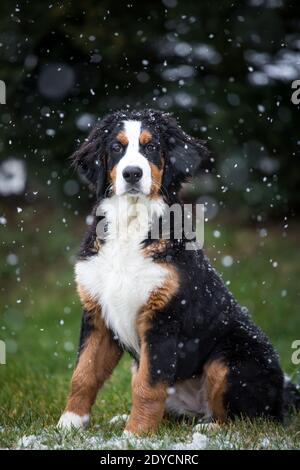 Bernese Mountain cane cucciolo seduto, nevoso giorno d'inverno Foto Stock