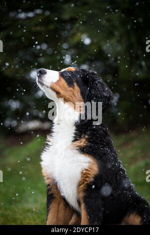 Bernese Mountain cane cucciolo, nevoso giorno d'inverno Foto Stock