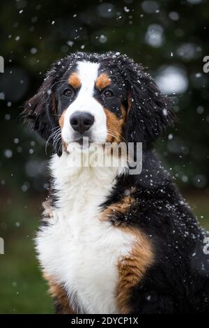 Bernese Mountain cane cucciolo, nevoso giorno d'inverno Foto Stock