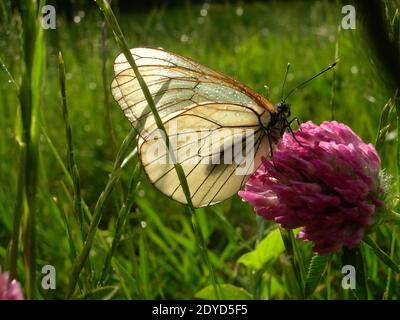 Una farfalla bianca con le ali trasparenti si trova su un fiore di trifoglio rosa brillante in una giornata di sole dopo la pioggia su uno sfondo di erba verde brillante. Foto Stock