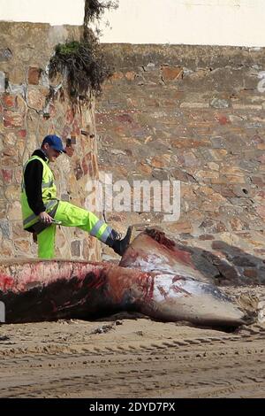 Una balena lunga 18 metri è bagnata sulla spiaggia dei Presidenti, a Les Sables d'Olonne, Francia occidentale, il 25 gennaio 2013. Foto di Laetitia Notarianni/ABACAPRESS.COM Foto Stock