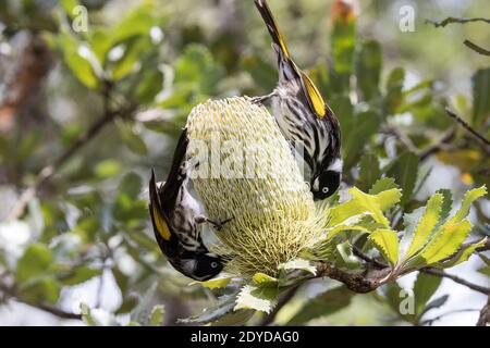 New Holland Honeyeraters che si nuda al nettare della Banksia a dente di sega Foto Stock