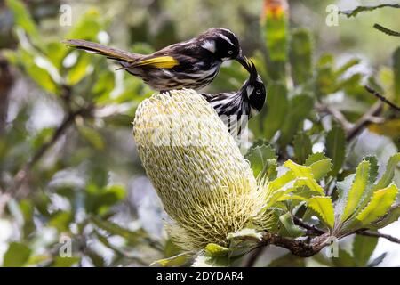 New Holland Honeyeraters che si nuda al nettare della Banksia a dente di sega Foto Stock