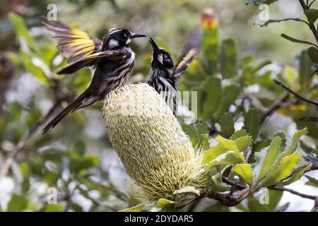 New Holland Honeyeaters che interagiscono e si nutrendo sul nettare del Banksia a dente di sega Foto Stock