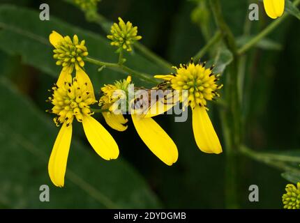 Primo piano di una ape che raccoglie polline dal giallo brillante fiori selvatici a forma di stella a fine estate Foto Stock