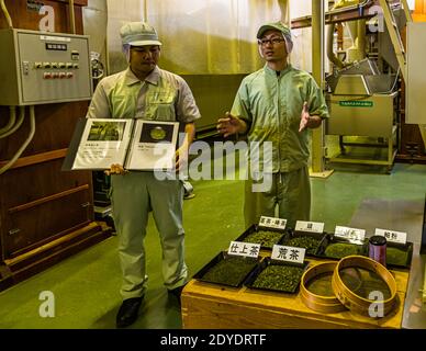 Green Tea Factory a Hamamatsu, Giappone Foto Stock