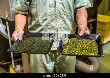 Green Tea Factory a Hamamatsu, Giappone Foto Stock