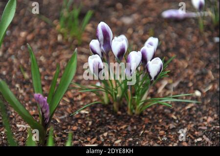 Bianco e viola Crocus chrysanthus Prins Claus fiorisce in un giardino nel mese di marzo Foto Stock