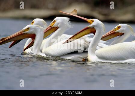 Fiocco bianco pellicano americano (Pelicanus erythrorhynchos), ft. Boise Wildlife Management Area, SW Idaho, Stati Uniti Foto Stock