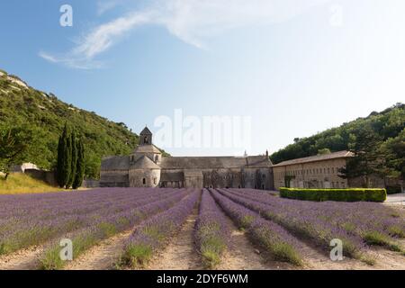 L'Abbaye de Senanque con file di lavanda. L'Abbaye de Senanque è un'abbazia cistercense fondata nel 1148. Foto Stock