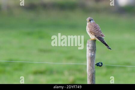 hawk in wildlive seduto su un bastone Foto Stock