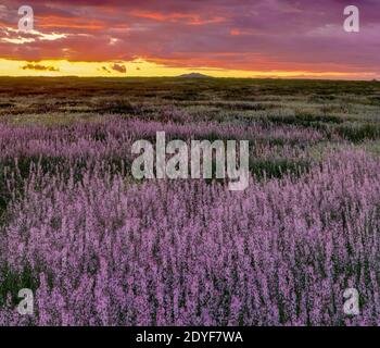 Tramonto, Camas, Carrizo Plain National Monument, San Luis Obispo County, California Foto Stock