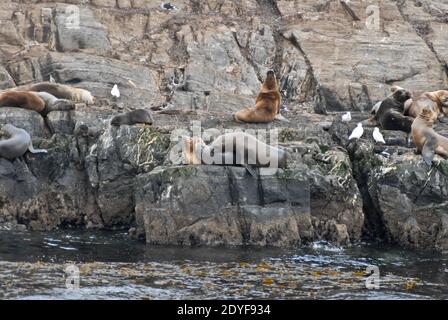 Isla de Los Lobos (Isola dei leoni marini). Ushuaia. Tierra del fuoco, Argentina Foto Stock