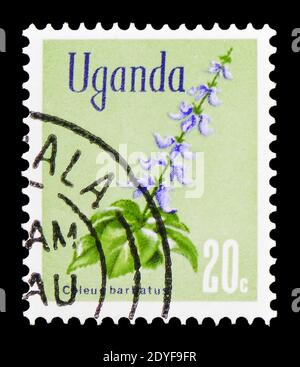 MOSCA, RUSSIA - 22 FEBBRAIO 2019: Un francobollo stampato in Uganda mostra Coleus Indiano (Coleus barbatus), Native Flora serie, circa 1969 Foto Stock