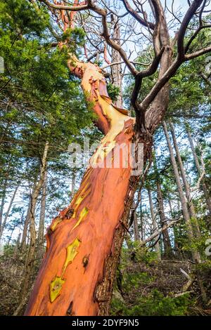 Albero di Madrone sulla testa di Cypress, Isola di Cypress, Isole San Juan, Washington, Stati Uniti. Foto Stock