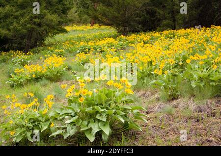 Fiori selvatici di balsamroot, coltivati in terreno roccioso secco, sul lato di una montagna, a nord-ovest della Valle della Luna, nella contea di Missoula, Foto Stock