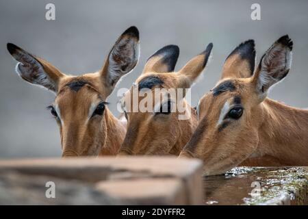 Primo piano di tre donne comuni impala bere Foto Stock