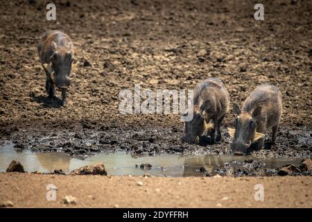 Warthog comune unisce altri due al waterhole Foto Stock