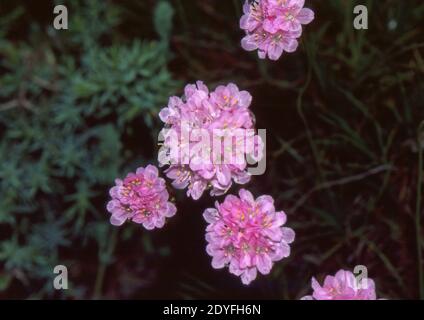 Armeria pungens in natura da vicino (scannerizzato da Fujichrome Provia) Foto Stock