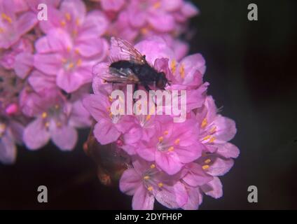 Armeria pungens con insetto in natura da vicino (Scansionato da Fujichrome Provia) Foto Stock