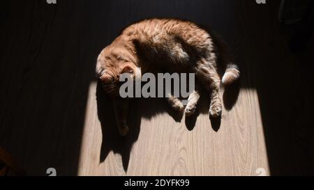 Gatto tabby rosso adagiato su pavimento in legno in luce solare intensa con ombre di silhouette nere. Mettere a fuoco sulle ombre della testa del gatto con le orecchie a forma triangolare Foto Stock