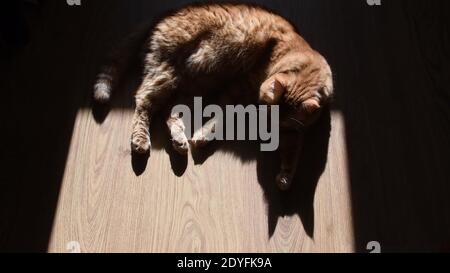 Gatto tabby rosso adagiato su pavimento in legno in luce solare intensa con ombre di silhouette nere. Mettere a fuoco sulle ombre della testa del gatto con le orecchie a forma triangolare Foto Stock