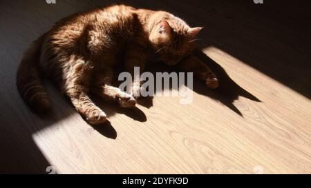 Gatto tabby rosso adagiato su pavimento in legno in luce solare intensa con ombre di silhouette nere. Mettere a fuoco sulle ombre della testa del gatto con le orecchie a forma triangolare Foto Stock