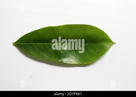 Soursop (Annona muricata) foglie su sfondo bianco Foto Stock